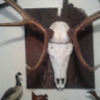 williamford262